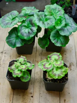 Organic Seed Starting Mix, 6 Quarts -Indoor Oasis Supplies 37808 002E tif