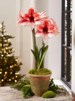 Premium Amaryllis Bulb -Indoor Oasis Supplies 39 733 Charisma 2021 08 tif
