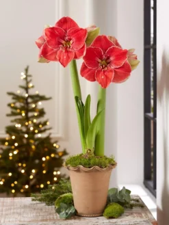 Premium Amaryllis Bulb -Indoor Oasis Supplies 39 733 MagicalTouch 2021 10 tif