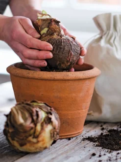 Amaryllis Planting Kit -Indoor Oasis Supplies 39 733 bagged 2020 05000