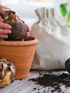 Premium Amaryllis Bulb -Indoor Oasis Supplies 39 733 bagged 2020 05000 tif