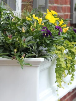 Fairfield Self-Watering Window Box, 4’ 12 Fairfield Self-Watering Window Box, 4’ -Indoor Oasis Supplies 39345 102V tif