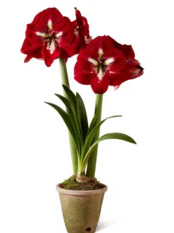 Premium Amaryllis Bulb -Indoor Oasis Supplies 39733 2020 2002 silo tif