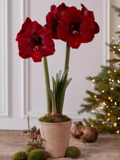 Premium Amaryllis Bulb -Indoor Oasis Supplies 39733 2020 2004 tif