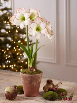 Premium Amaryllis Bulb -Indoor Oasis Supplies 39733 2020 2006 tif