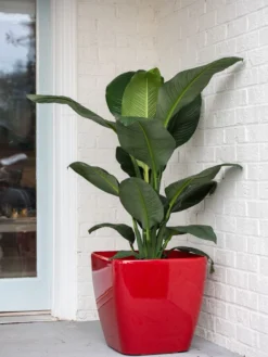 Viva Square Self-Watering Rolling Planter, 20" Diameter, Set Of 2 -Indoor Oasis Supplies 3 4 crop 8612930 0032 tif