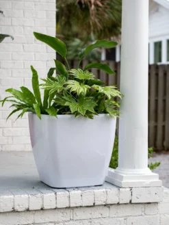 Viva Square Self-Watering Rolling Planter, 20" Diameter, Set Of 2 -Indoor Oasis Supplies 3 4 crop 8612930 0033 tif