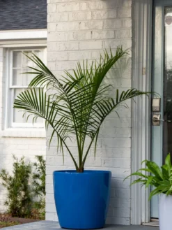 Viva Round Self-Watering Rolling Planter, 20" Diameter, Set Of 2 -Indoor Oasis Supplies 3 4 crop 8612933 0024 tif