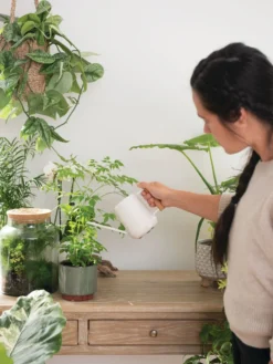 Pinpoint Indoor Watering Can 13 Pinpoint Indoor Watering Can -Indoor Oasis Supplies 3 4 crop 8612963 3774