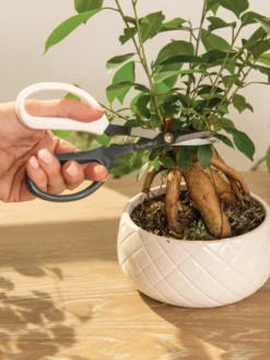 Japanese Pruning Scisssors 14 Japanese Pruning Scisssors -Indoor Oasis Supplies 3 4 crop 8612968 0087