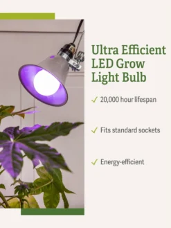 Miracle LED® Grow Light Bulb, Red And Blue -Indoor Oasis Supplies 3 4 crop Miracle Bulb RB 1