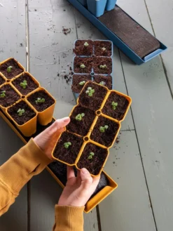 Gardener's Best® XL Seed Starting Kit -Indoor Oasis Supplies 40 135 6186