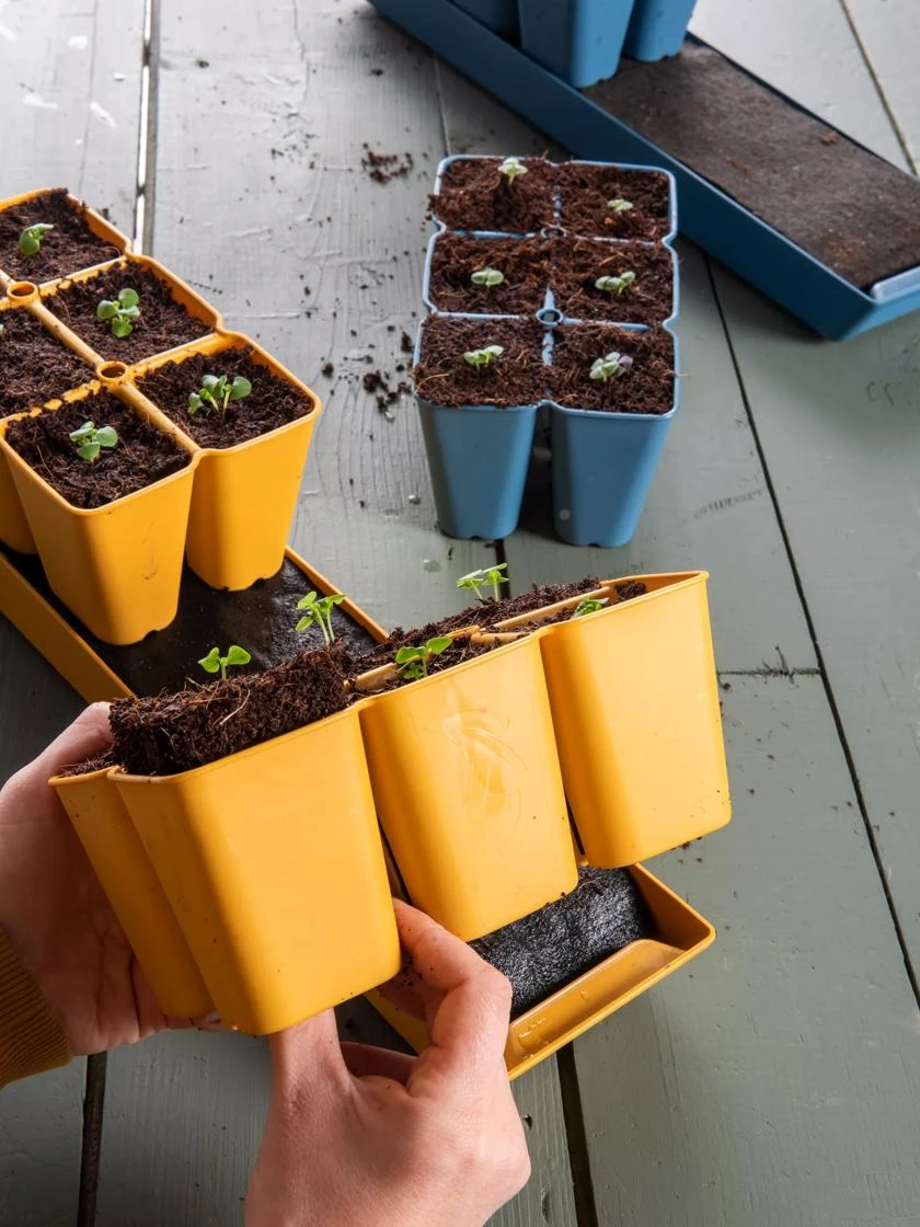 Coco Coir Seed Starting Mix 3 Coco Coir Seed Starting Mix - Image 3