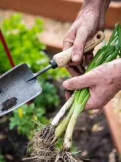 Gardener's Lifetime Trowel -Indoor Oasis Supplies 8586972 3286 tif