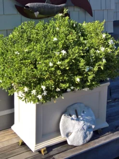 Fairfield Self-Watering Patio Planters, 20” X 36” 9 Fairfield Self-Watering Patio Planters, 20” X 36” -Indoor Oasis Supplies 8588417 208V tif