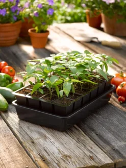 Growease Seed Starter Kit -Indoor Oasis Supplies 8589987 1148 tif