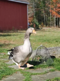 Chicken Wire Cloche -Indoor Oasis Supplies 8590210 01IN tif