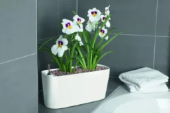 Lechuza® Delta Self-Watering Windowsill Planters -Indoor Oasis Supplies 8590298 01V tif