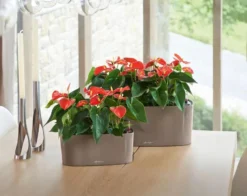 Lechuza® Delta Self-Watering Windowsill Planters -Indoor Oasis Supplies 8590298 04V tif