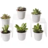 Succulent Terrarium Plant Collection, Set Of 6