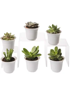 Succulent Terrarium Plant Collection, Set Of 6