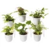 Fern Terrarium Plant Collection, Set Of 6