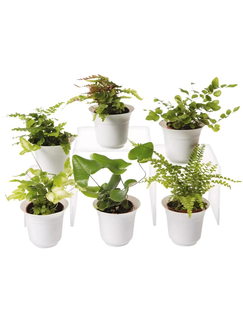 Fern Terrarium Plant Collection, Set Of 6 1 Fern Terrarium Plant Collection, Set Of 6