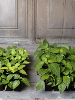 Organic Seed Starting Mix, 6 Quarts -Indoor Oasis Supplies 8592212 002E tif