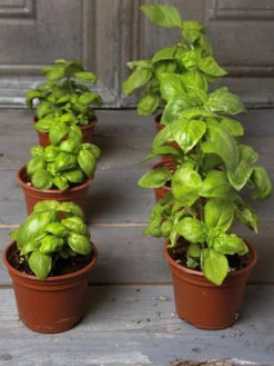 Organic Self-Watering Potting Mix, 20 Qts. -Indoor Oasis Supplies 8592212 3979 001E tif 3