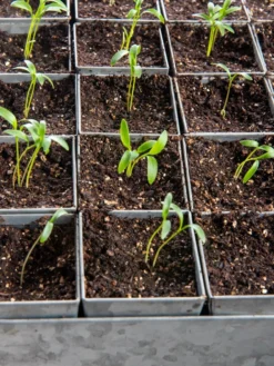 Seed Starting Mix, 9 Qts. -Indoor Oasis Supplies 8592212 6177