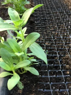 Cat Scat Mat -Indoor Oasis Supplies 8592448 03CUST tif