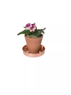 Extra Small Round Copper Plant Tray, 8" -Indoor Oasis Supplies 8593528 2922 tif