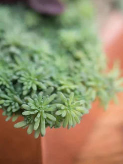 Tall Rectangular Copper Plant Tray, 18" X 5" X 4" -Indoor Oasis Supplies 8593534 4601 tif