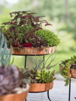 Small Round Copper Plant Tray, 10" -Indoor Oasis Supplies 8593564 4399 tif