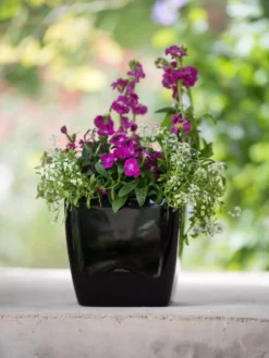 Viva Square Self-Watering Planter, 7" Diameter -Indoor Oasis Supplies 8595223 1107 tif