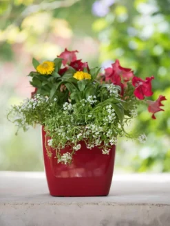 Viva Square Self-Watering Planter, 7" Diameter -Indoor Oasis Supplies 8595223 1111 tif