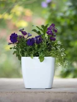 Viva Square Self-Watering Planter, 7" Diameter -Indoor Oasis Supplies 8595223 1118 tif