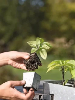 Galvanized Seed Starting Tray -Indoor Oasis Supplies 8595893 4378 tif