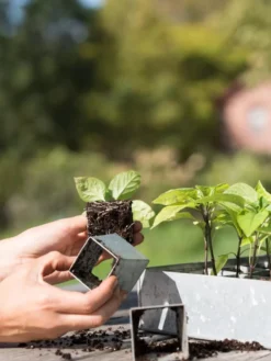 Galvanized Seed Starting Tray -Indoor Oasis Supplies 8595893 4382 tif