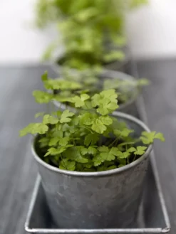 Galvanized Herb Planters With Rectangular Tray -Indoor Oasis Supplies 8595903 advice 1777 tif