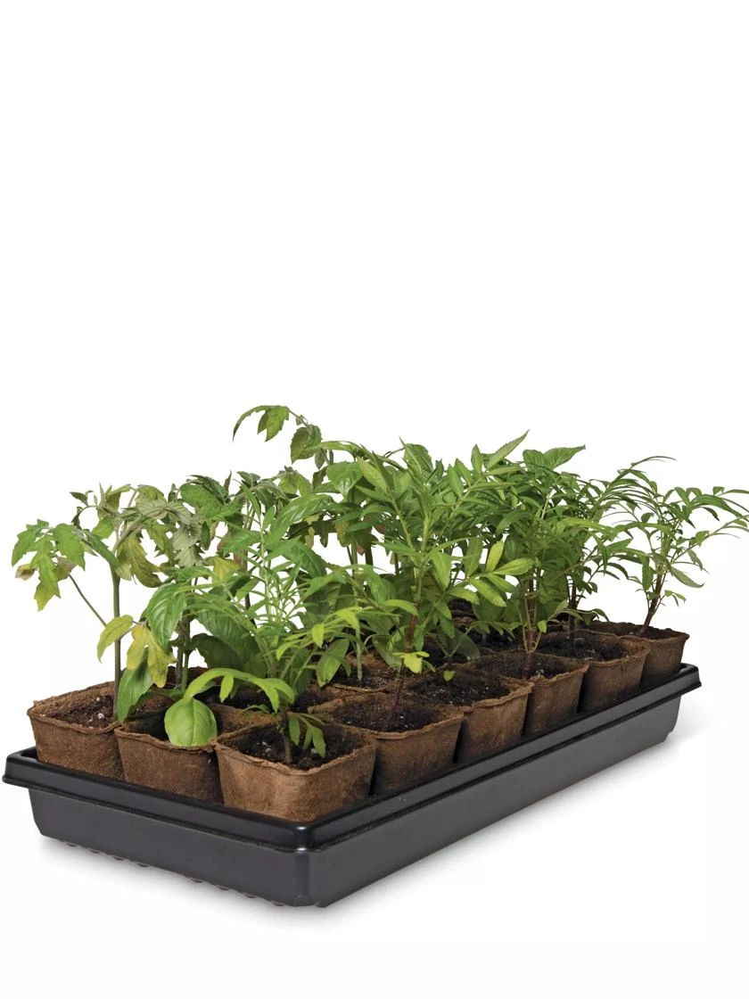 3-1/2” Square Biodegradable Pots & Tray Set 3 3-1/2” Square Biodegradable Pots & Tray Set - Image 3