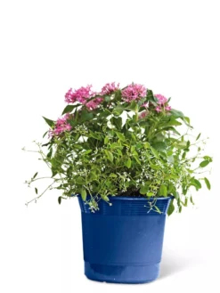 Eezy Gro Self-Watering Planters -Indoor Oasis Supplies 8596425 103 tif