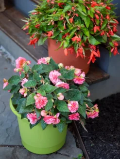 Eezy Gro Self-Watering Planters -Indoor Oasis Supplies 8596427 0034 tif