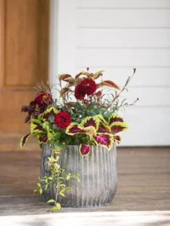 Galvanized Ribbed Planters -Indoor Oasis Supplies 8597435 1693 tif