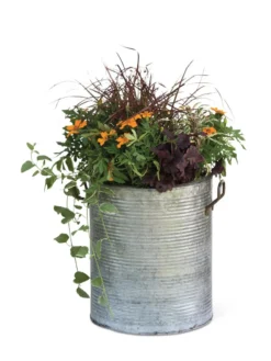 Galvanized Rim Planters 11 Galvanized Rim Planters -Indoor Oasis Supplies 8597443 1704 tif