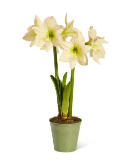 Star Potted Amaryllis -Indoor Oasis Supplies 8597478 2022 lemonstar silo lemon star potted amaryllis