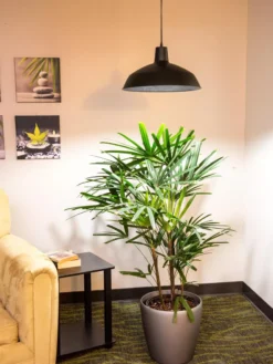 Barnyard Pendant LED Grow Light 5 Barnyard Pendant LED Grow Light -Indoor Oasis Supplies 8598025 0256