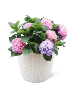 Weave Self-Watering Round Planter, 17" White -Indoor Oasis Supplies 8598372 3002 tif