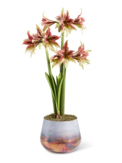 Cybister Potted Amaryllis -Indoor Oasis Supplies 8598561 mystica 2021 13