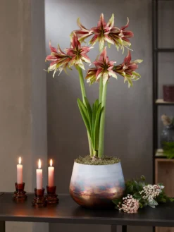 Cybister Potted Amaryllis -Indoor Oasis Supplies 8598561 mystica 2021 14